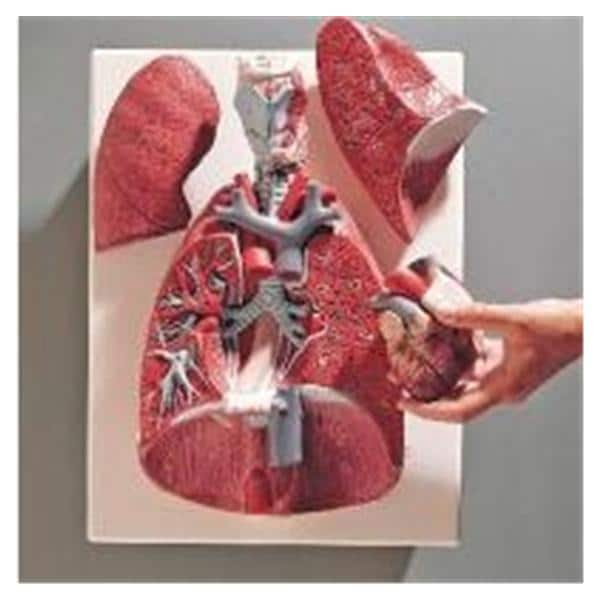 Wards Natural Science Model Thoracic Organs 3B Scientific Each - 813560