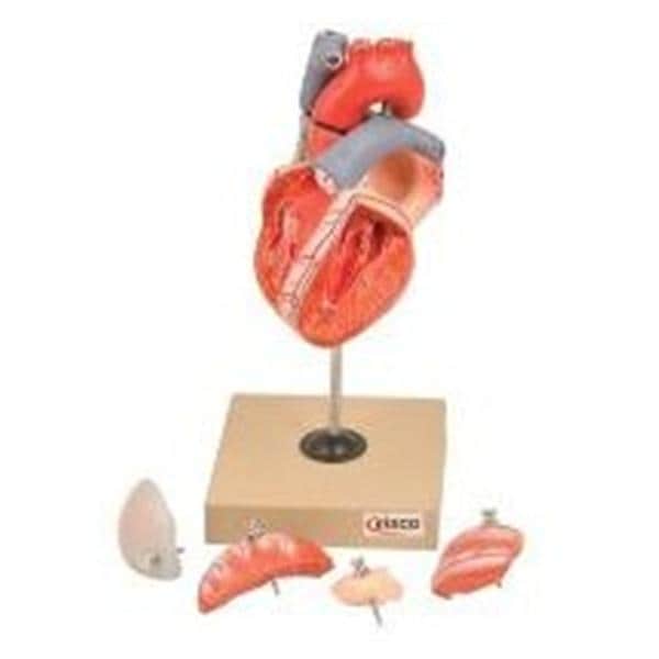 Wards Natural Science Model Human Heart EISCO Each - 470136-100