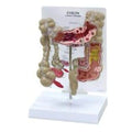 Wards Natural Science Model Colon GPI Anatomicals Each - 470002-666