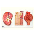 Wards Natural Science Kidney/Nephrons/Blood Vessels/Renal Corpuscle Model Anatomical 3B Scientific Each - 813110