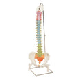 Fabrication Enterprises Flexible Spine/Didactic Model Anatomical Each - 13850