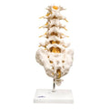 Fabrication Enterprises Lumbar Spinal Column Model Anatomical Each - 15311