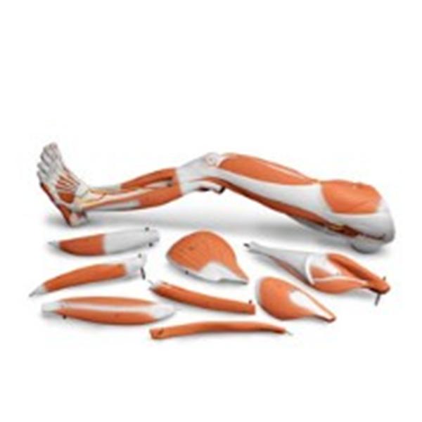 Nasco Healthcare, Inc Dissectable Muscled Leg Model Anatomical Each - SB41513