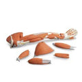 Nasco Healthcare, Inc Dissectable Muscled Arm Model Anatomical Each - SB41512