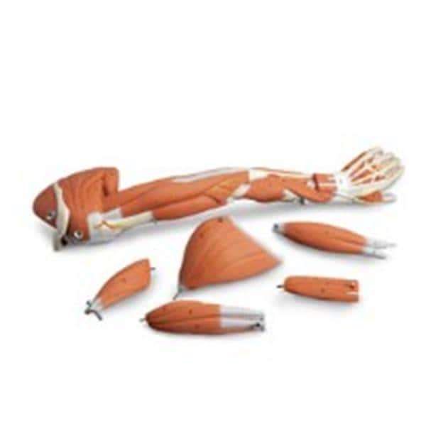 Nasco Healthcare, Inc Dissectable Muscled Arm Model Anatomical Each - SB41512