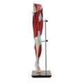 Nasco Healthcare, Inc Leg Muscle Model Anatomical Life-Size Each - LA00131