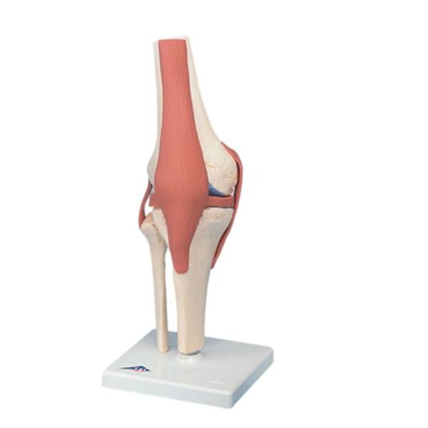 Fabrication Enterprises Functional Knee Joint Model Anatomical Deluxe Each - 42339