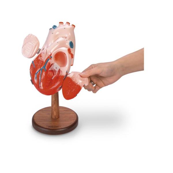 Nasco Healthcare, Inc Heart Model Hands-On Giant Each - SB33771