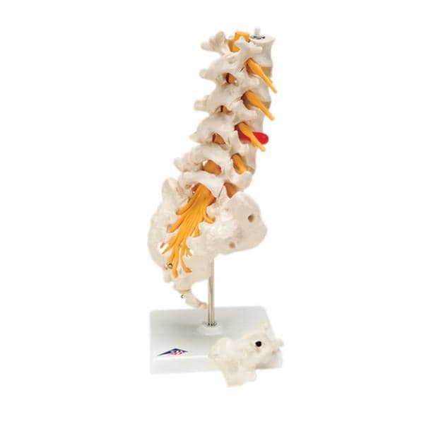 Fabrication Enterprises Model Educational Lumbar Spinal Column Each - 16041