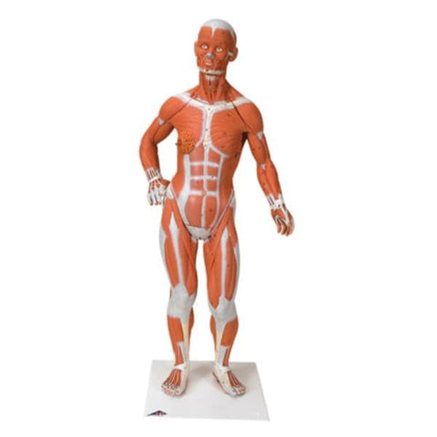 American 3B Muscular Figure Model Anatomical 1/4 Life-Size Each - 37226