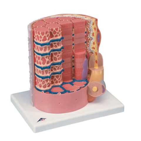 American 3B Microanatomy Muscle Fiber Model Anatomical 10,000x Magnified Each - 21885