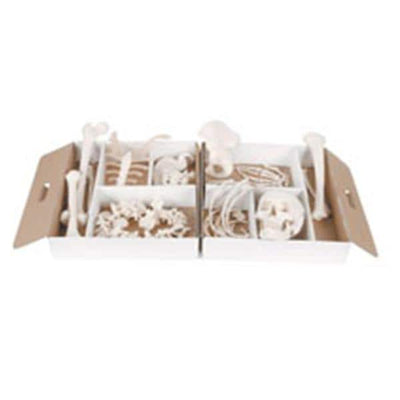 American 3B Skeleton Disarticulated Half Each - Z13007