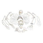 American 3B 3-Part Skull Skeleton Disarticulated Full Each - Z00584