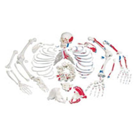 American 3B Skeleton Disarticulated Each - Z00453