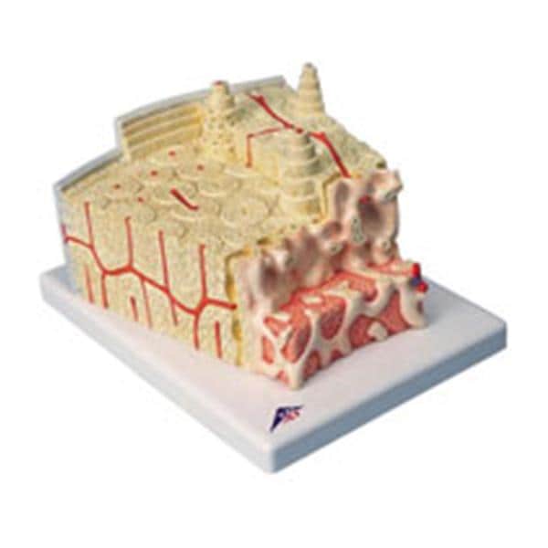 American 3B Bone Structure Model Anatomical Each - Z13928
