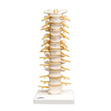 American 3B Thoracic Spinal Column Model Anatomical Each - 14946
