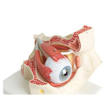 American 3B Eye Model Anatomical 3 Times Full Size/ 7-Part Each - 23712