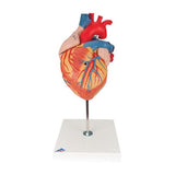 American 3B Heart Model Anatomical 2 Times Life Size/ 4-Part Each - Z13061