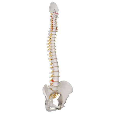 American 3B Flexible Spine Model Anatomical Classic Each - 47453
