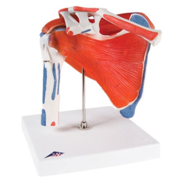 American 3B Muscular Shoulder Joint Model Anatomical Each - 45992