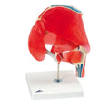 American 3B Hip Joint Model Anatomical 7-Part Each - 46357