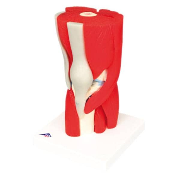 American 3B Knee Joint Model Anatomical 12-Part Each - 46722