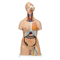 American 3B Dual Sex Torso Model Anatomical Deluxe 24-Part Each - Z13385