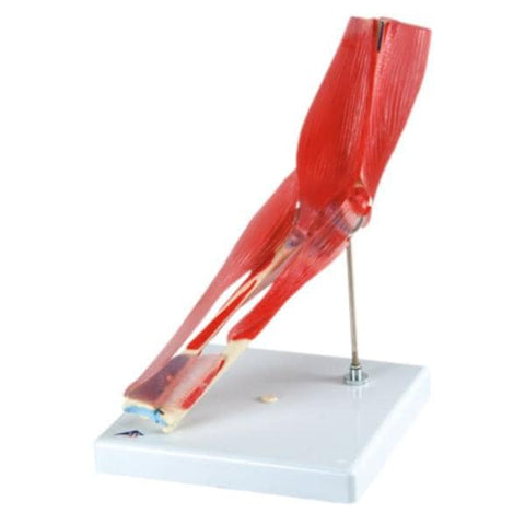 American 3B Elbow Joint Model Anatomical 8-Part Each - 47088