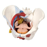 American 3B Pelvis Model Anatomical Female 6-Part Each - 27729