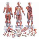 American 3B Dual Sex Muscle Model Anatomical Complete 33-Part Each - 38687