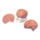 American 3B Brain Model Anatomical 2-Part Each - Z13899