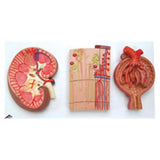 American 3B Kidney Section/Nephrons/Blood Model Anatomical Each - Z13096