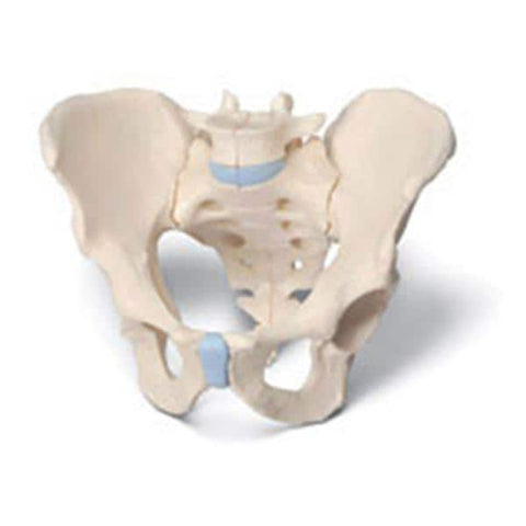 American 3B Pelvis Model Anatomical Male 3-Part Each - Z03059