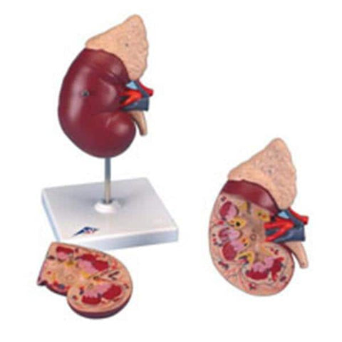 American 3B Kidney/Adrenal Gland Model Anatomical Each - Z01011