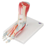 American 3B Foot Skeleton Model Anatomical Each - 45627