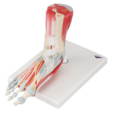 American 3B Foot Skeleton Model Anatomical Each - 45627