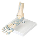 American 3B Foot Skeleton Model Anatomical Each - 45261