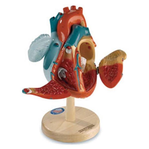 Nasco Healthcare, Inc Model Anatomical Denoyer-Geppert Heart of America 2x Life-Size Each - SB16051