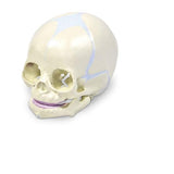 Nasco Healthcare, Inc Skull Model Human Anatomy Infant Each - SB50958