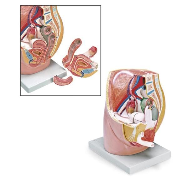 Nasco Healthcare, Inc Pelvis Section Model Female Each - LA00247