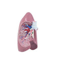 VWR Scientific Lung Model Anatomical Each - 470150-568