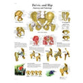 Fabrication Enterprises Chart Hip and Pelvis 20x25" Each - 12-4617L