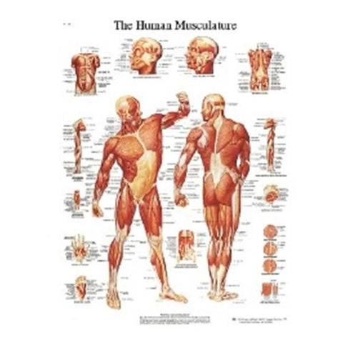 Fabrication Enterprises Chart Musculature 20x25" Each - 12-4614L