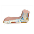 Wards Natural Science Foot Model 3B Scientific Flat Feet Each - 470118-882