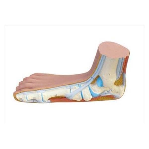 Wards Natural Science Foot Model 3B Scientific Flat Feet Each - 470118-882