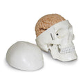 Nasco Healthcare, Inc Human Skull Model White Each - SB51054