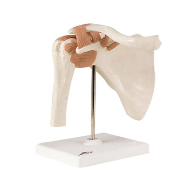 Fabrication Enterprises Shoulder Joint Model Each - 40148