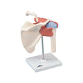 Fabrication Enterprises Shoulder Joint Model Functional Each - 41609