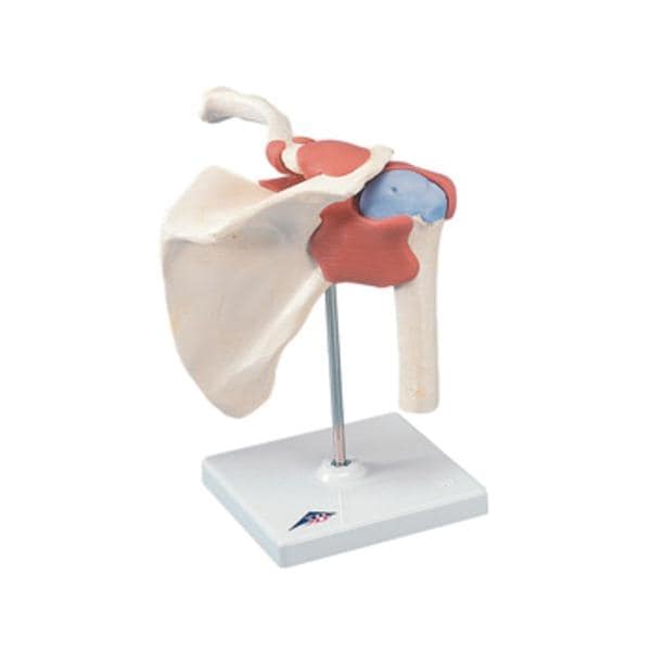 Fabrication Enterprises Shoulder Joint Model Functional Each - 41609