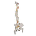 Fabrication Enterprises Spine Model Each - 11293